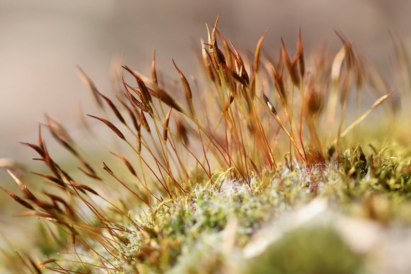 Moss Types