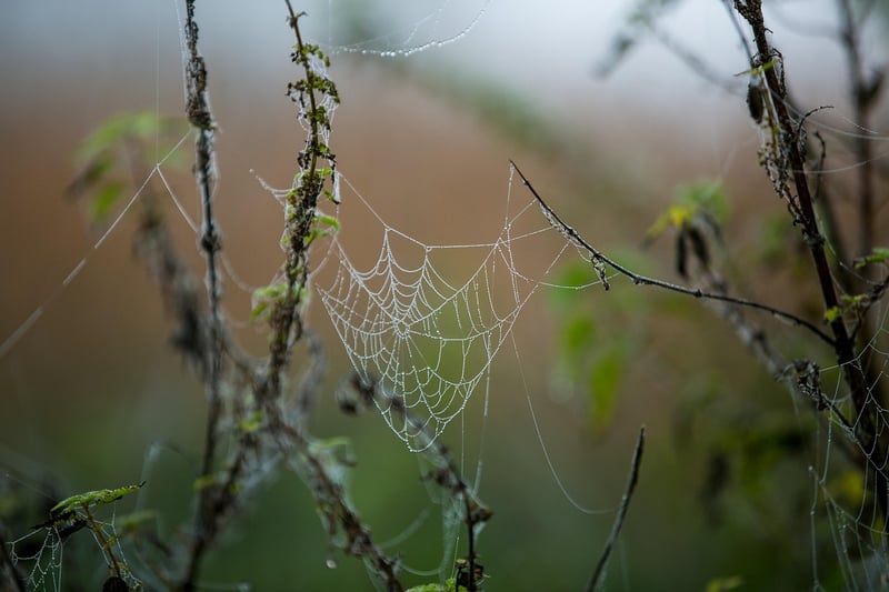 Spider Plant