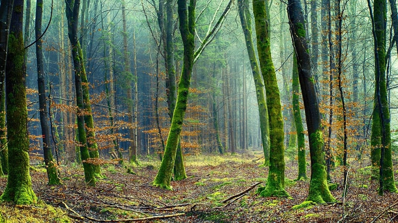 Sheet Moss