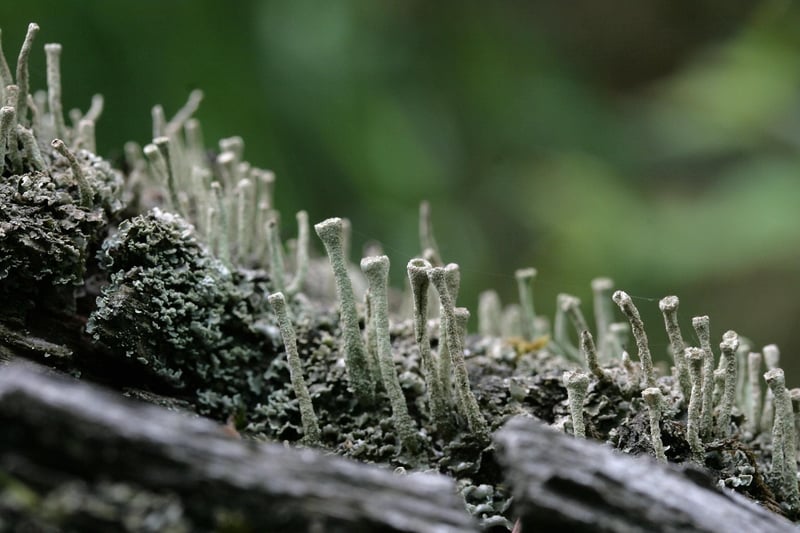 Reindeer Moss