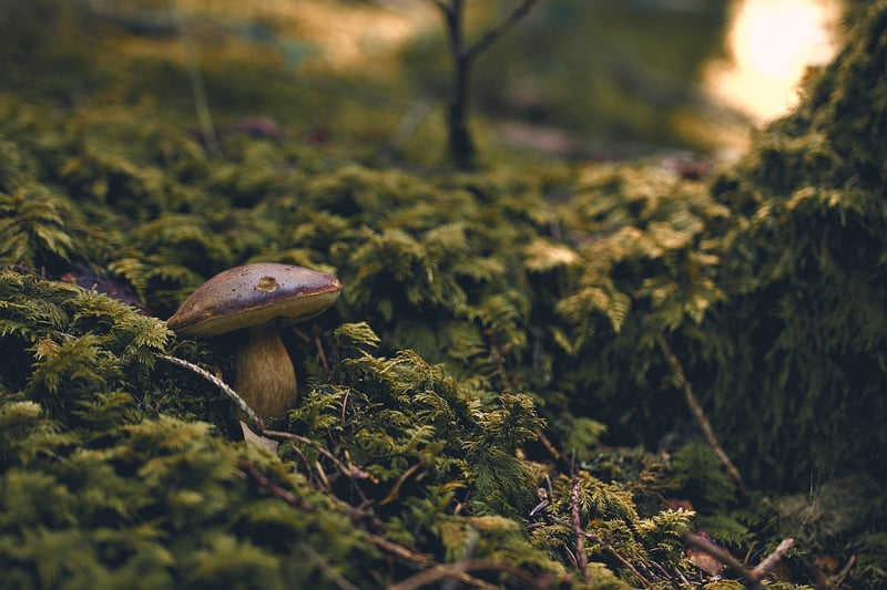 Mood Moss